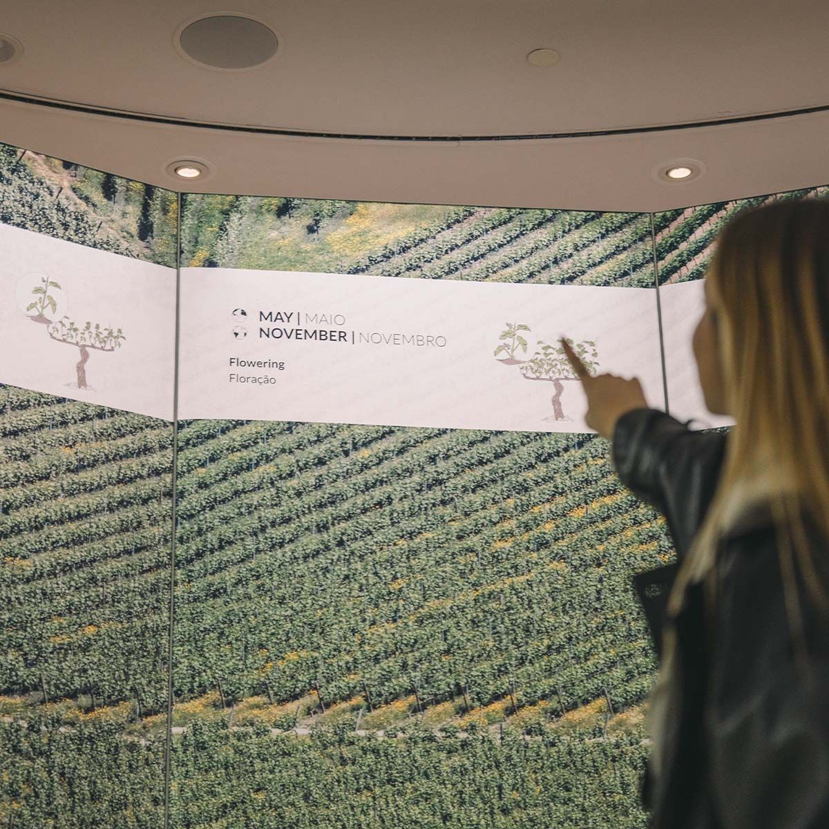 As Quatro Estações da Uva - Nível I